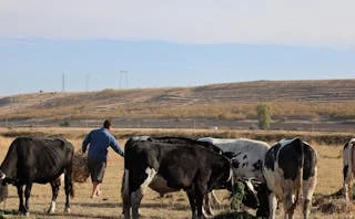 Dairy Business को गाँव में कैसे शुरू करें